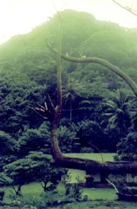 A green hillside in Vanuatu, 1997