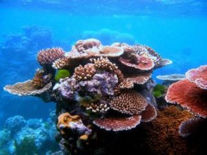 Healthy Corals in the Great Barrier Reef, 2010 (Image by Toby Hudson, Creative Commons)