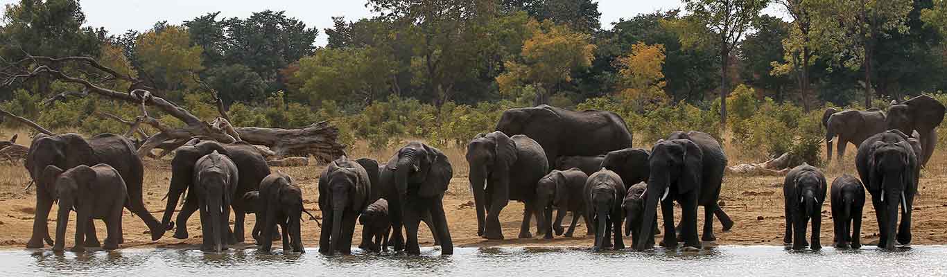 Elephant herd drinking