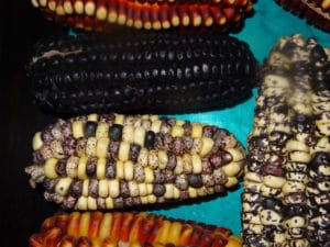 Maize varieties from Peru