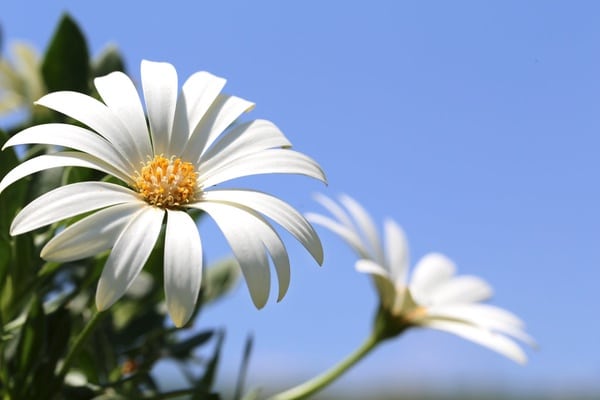 White flower in the sun