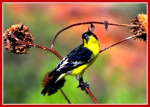 Arizona Yellow Songbird