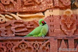 A parrot sitting on an outbuilding at the Qutb Minar in Delhi in 2004.