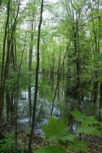 Pinehurst Lake Wetland