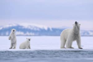 Polar bears