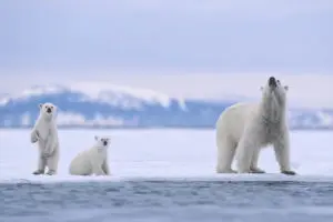 Polar bears