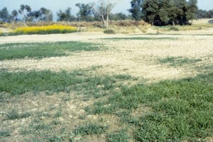 Salt stress in wheat in the field