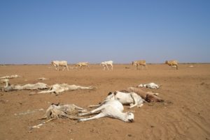 Kenya: Drought leaves dead and dying animals in northern Kenya