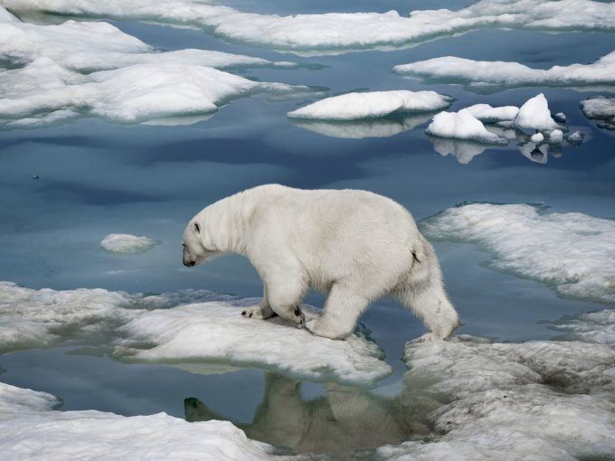 Loss of Arctic Sea Ice