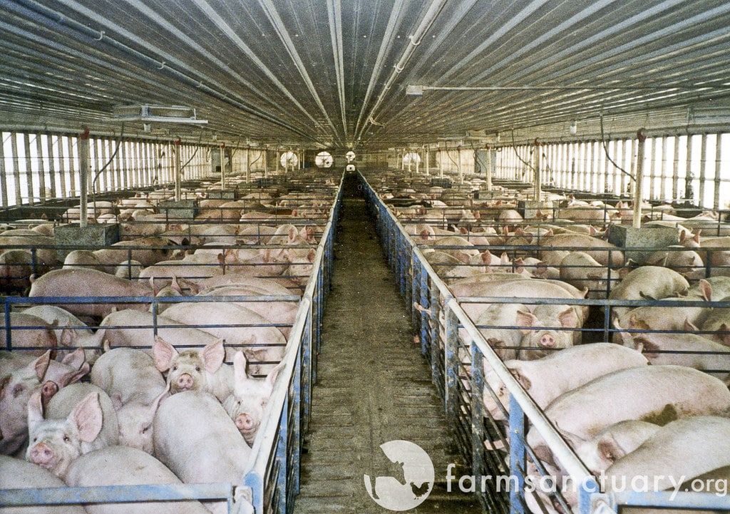 Image - "Pigs confined in metal and concrete pens" by Farm Sanctuary