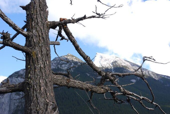 "Dead Tree" by ToddBF is licensed under CC BY 2.0