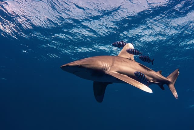 Photo of a grey shark by Gerald Schömbs on Unsplash