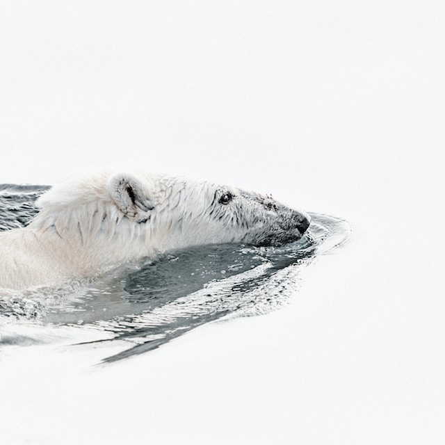 Photo of polar bear swimming by Annie Spratt on Unsplash