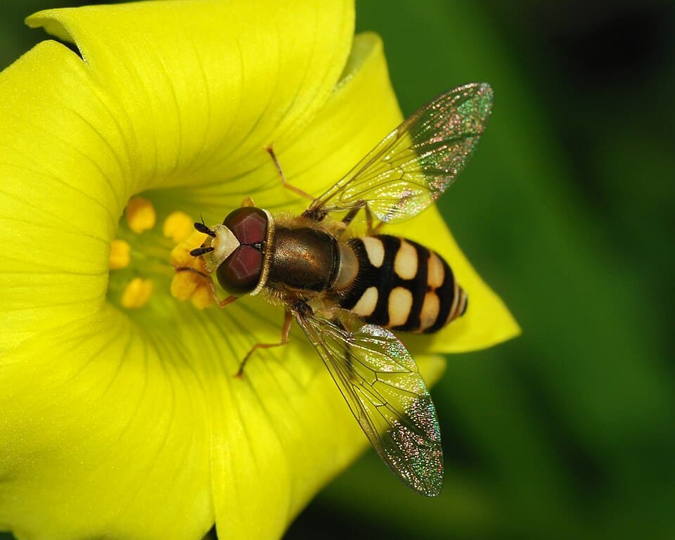 Image by Alvesgaspar of a male hoverfly is licensed by CC BY-SA 3.0