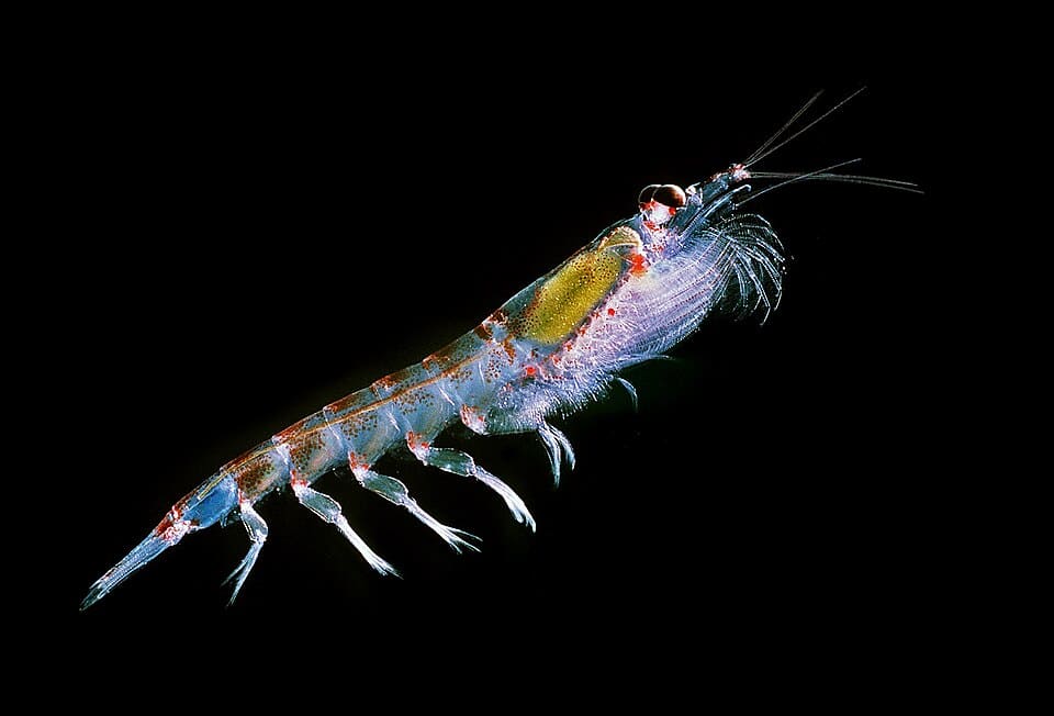 Antarctic krill by Uwe Kils is licensed by CC BY-SA 3.0